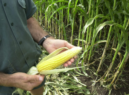 Farmer holding corn with crop in the background