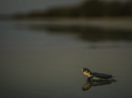 A Flat Back Turtle hatchling makes its way down Casuarina Beach after a release by rangers.