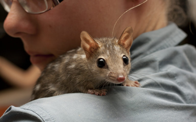 Quoll sitting on a researcher's shoulder