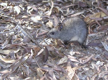 Black footed tree rat in leaf litter