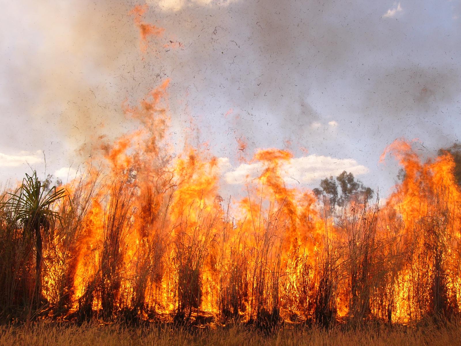 Gamba grass fire: flames leaping above tall grass