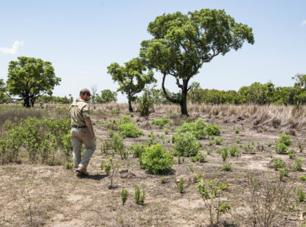 Ranger in khaki uniform among recovering gamba landscape with seedlings of native trees.