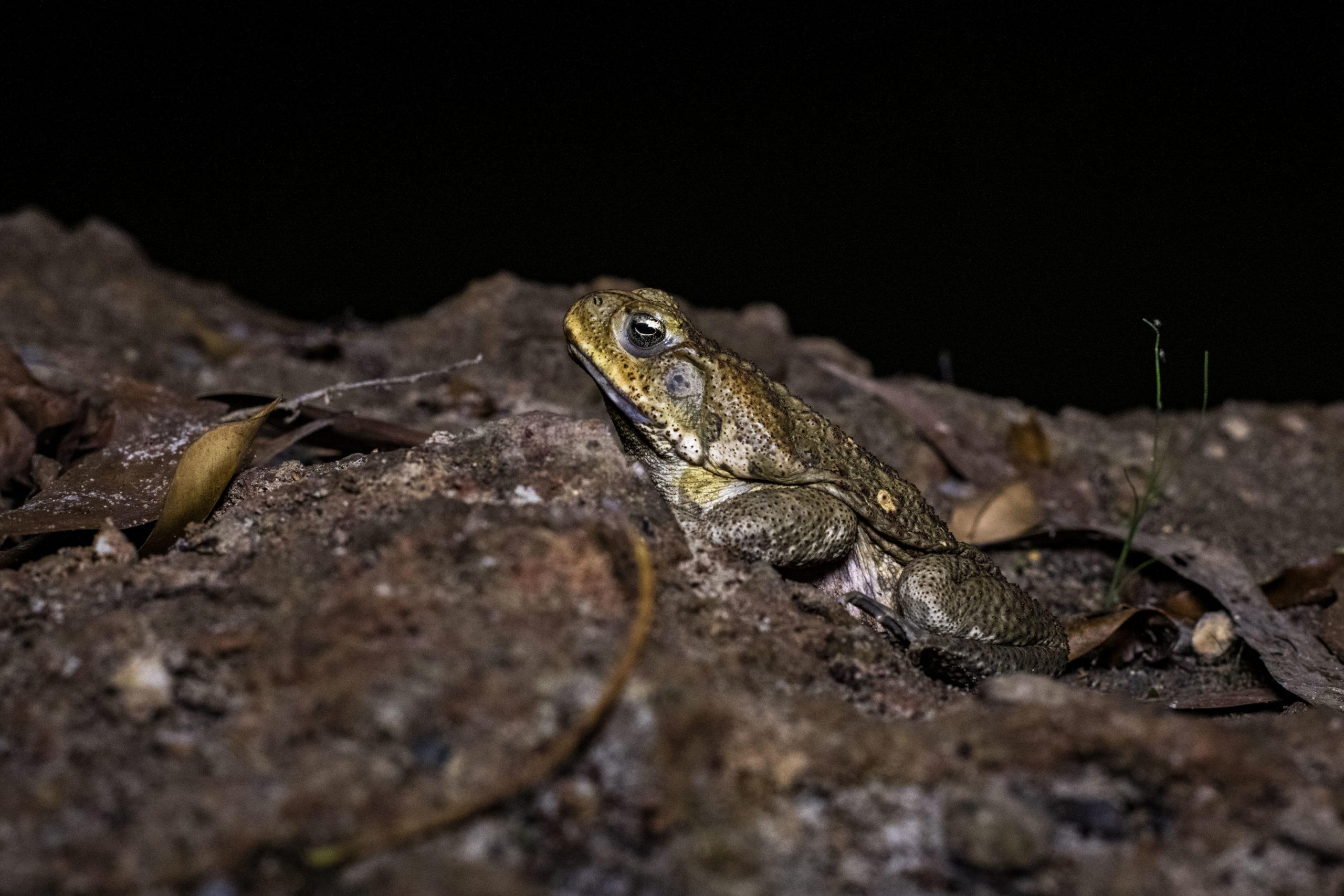 Photo of a cane toad at night next to a waterhole.