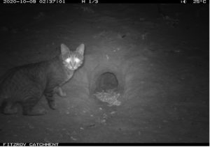 Cat at bilby burrow
