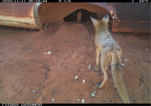 Fox at bilby burrow