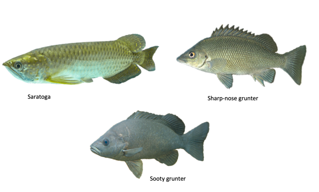 Large-bodied fish of Magela Creek: saratoga, sharp-nose grunter and sooty grunter.