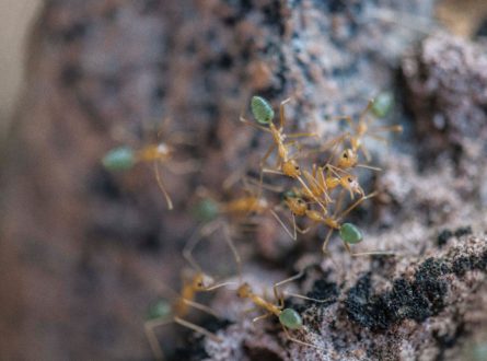 Macro green ant photo