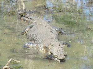 Magela Creek Kakadu crocodile