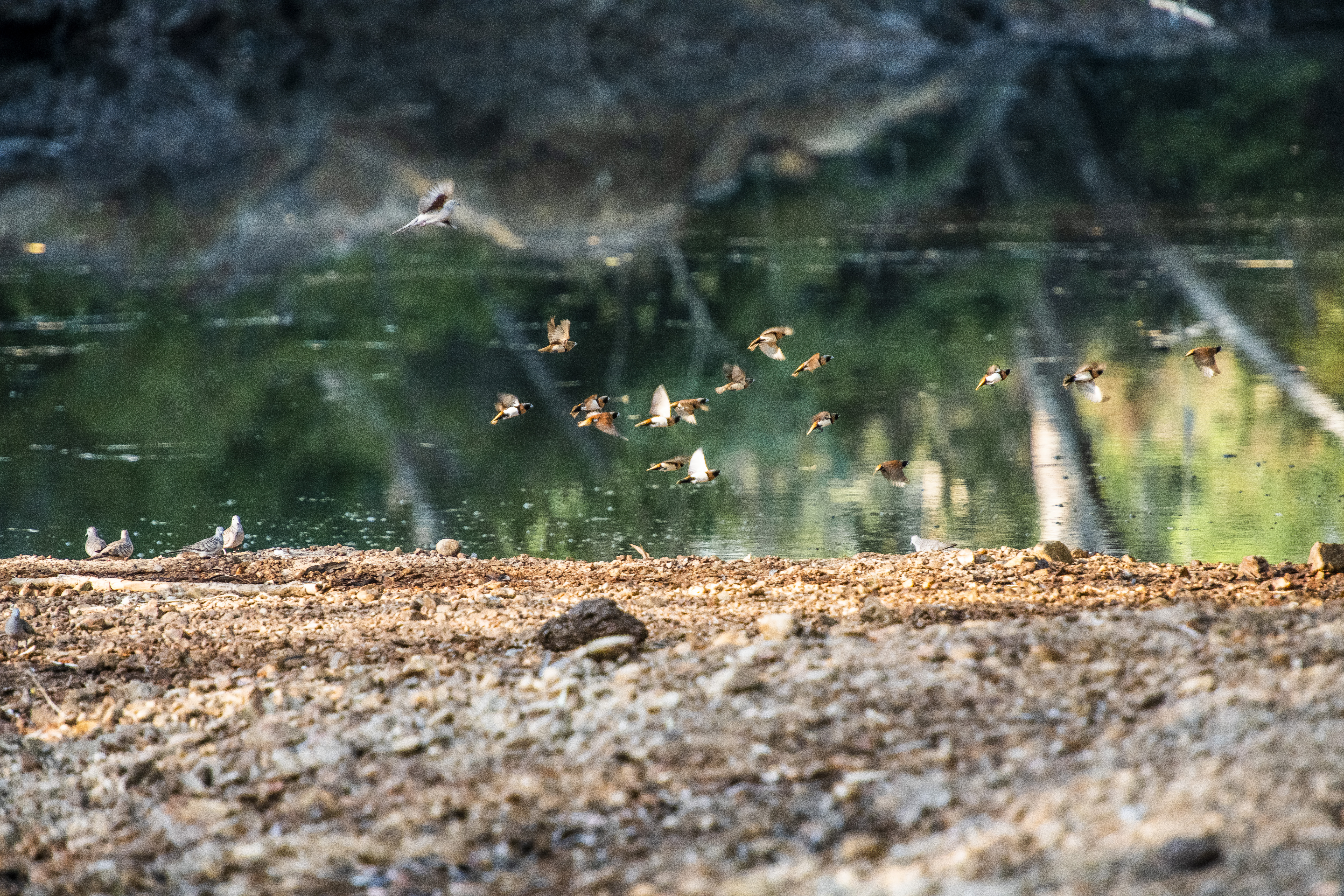 Mixed finch flock departing waterhole