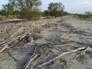 Mangrove dieback produces woody debris