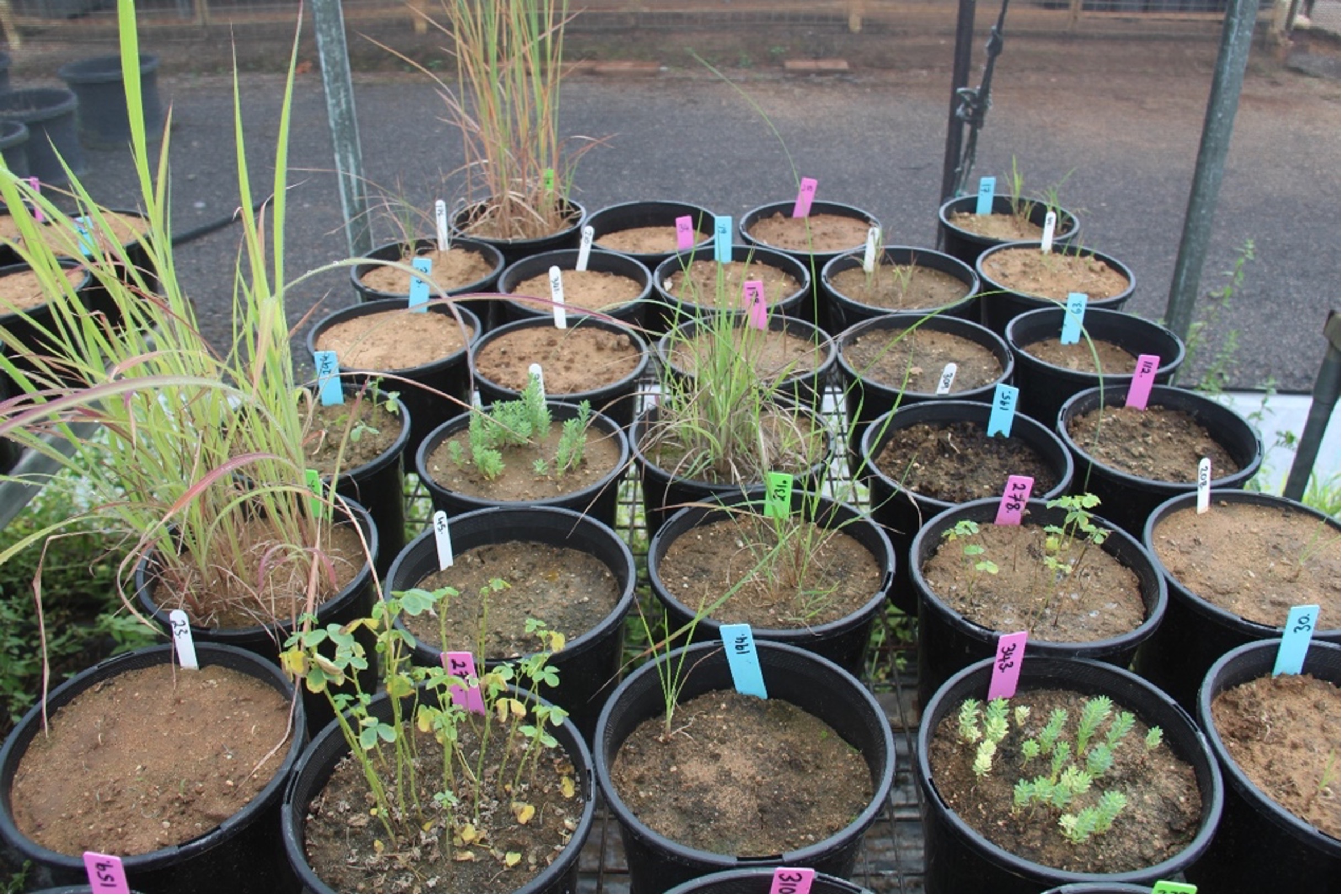 Gamba grass in pot trials 13 weeks after initial treatment