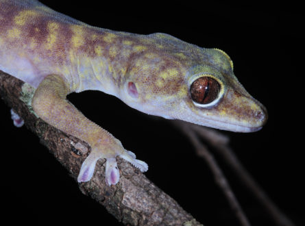 Giant cave gecko night time photo