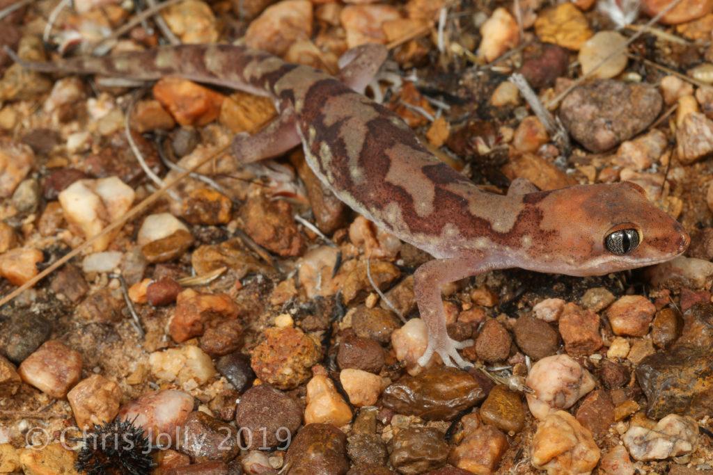 The yellow-snouted gecko was one of several threatened species detected by the surveys.