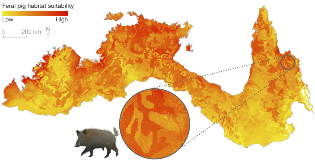 Feral pig habitat suitability map (yellow-orange scaled map of northern Australia)
