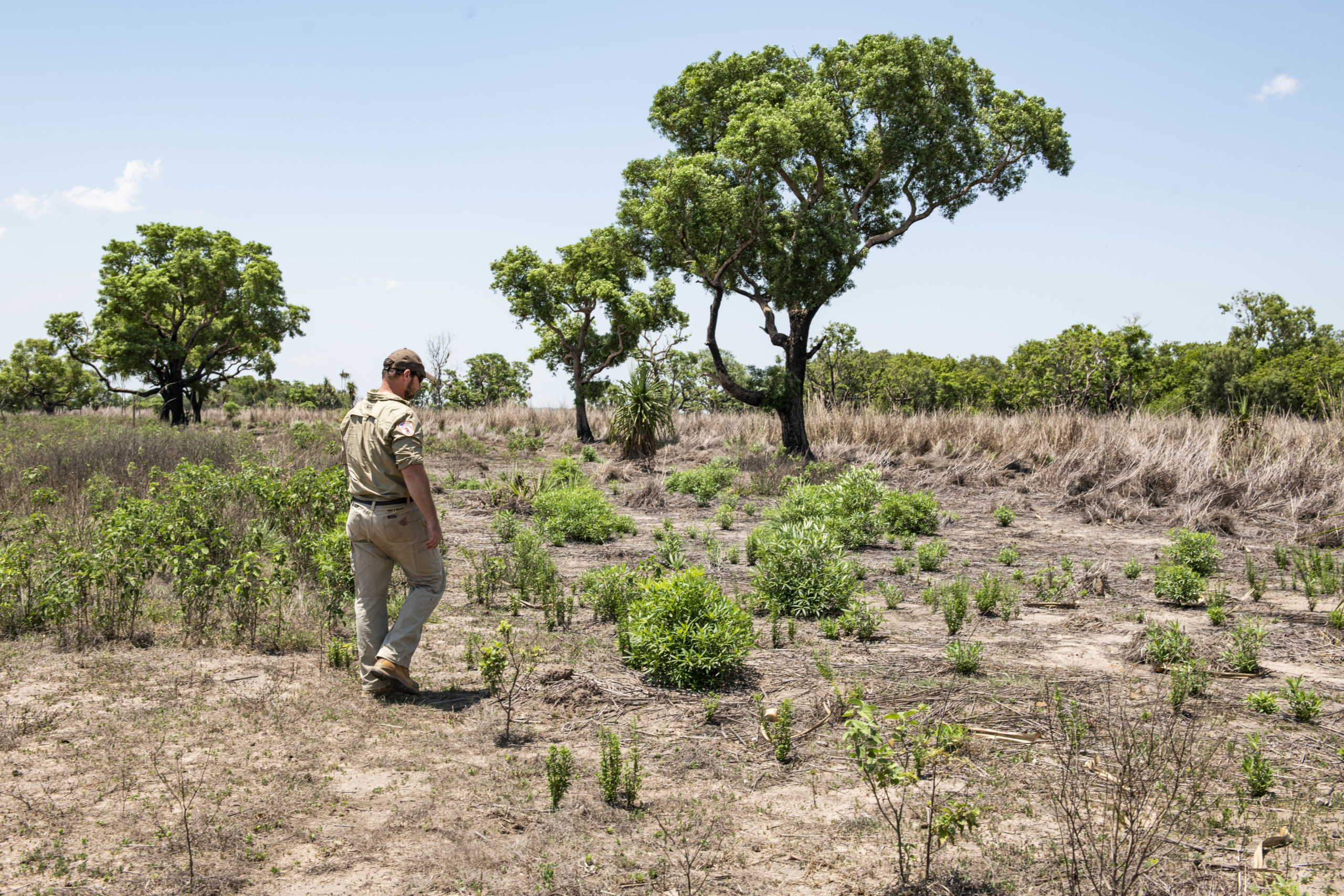 Ranger among recovering gamba landscape