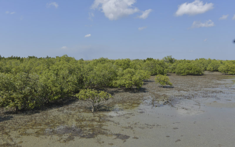 Mangroves in GoC