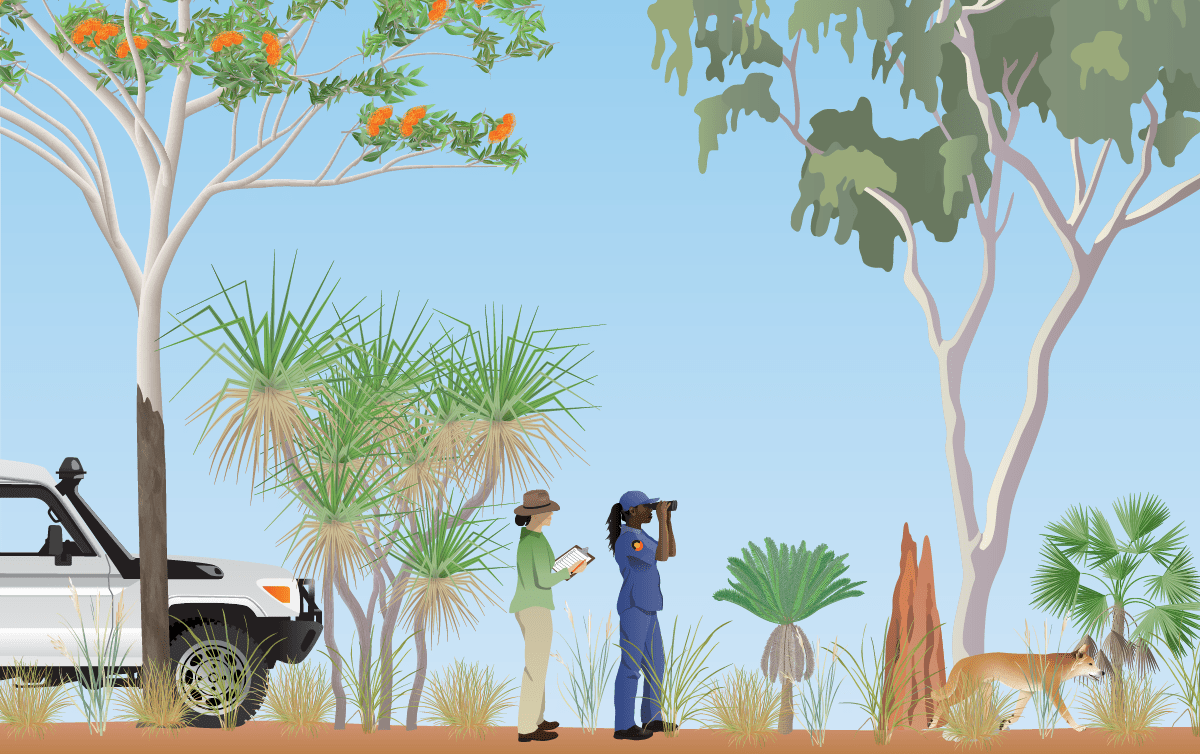 Graphical represenation of two females: a researcher and an Indigenous ranger. The background has a termite mound, a troopy, a dingo and vegetation typical of a northern Australia savanna.