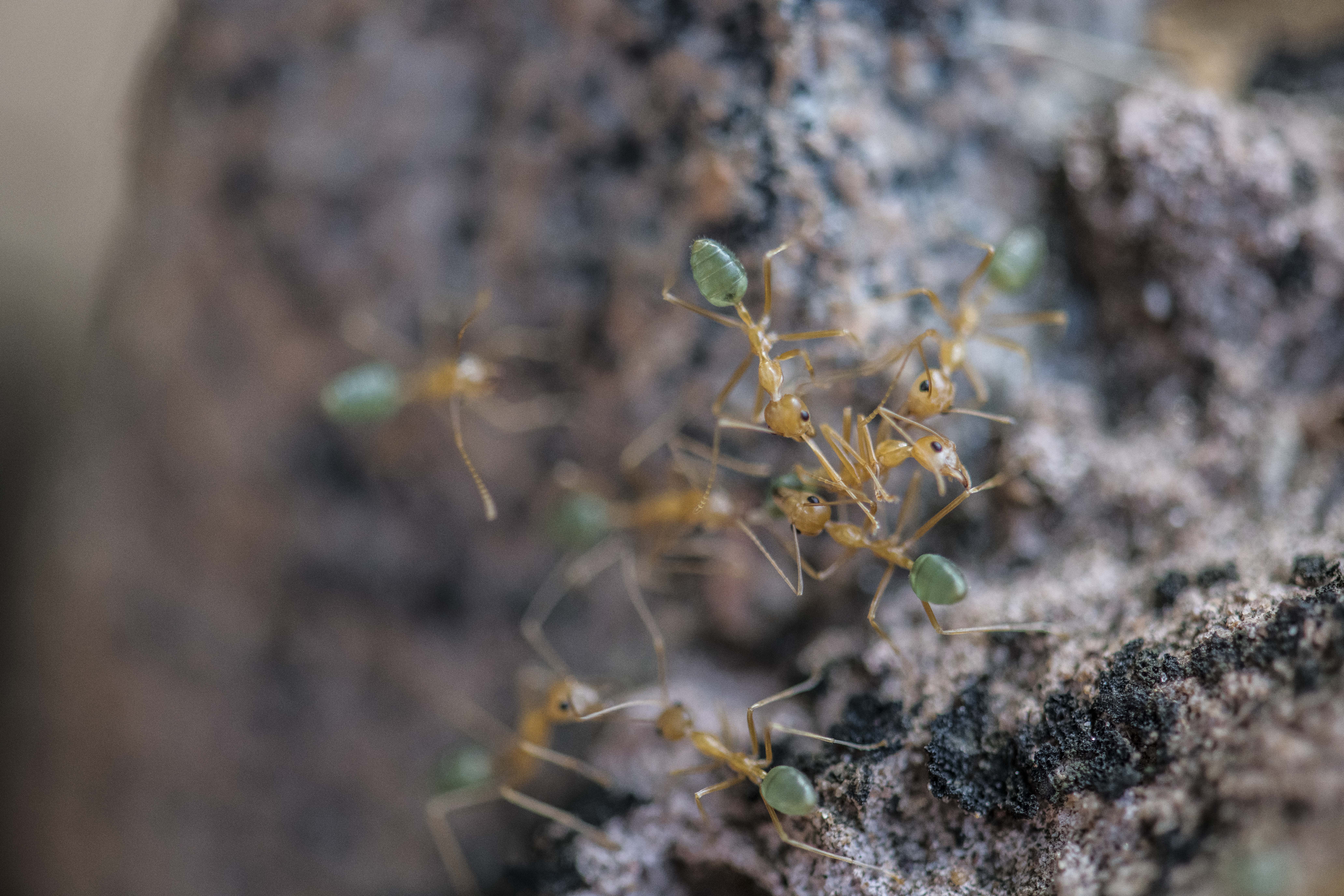 Green ant photo (NESP Northern Hub)
