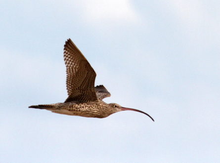 Far Eastern Curlew (long-billed bird) in flight.