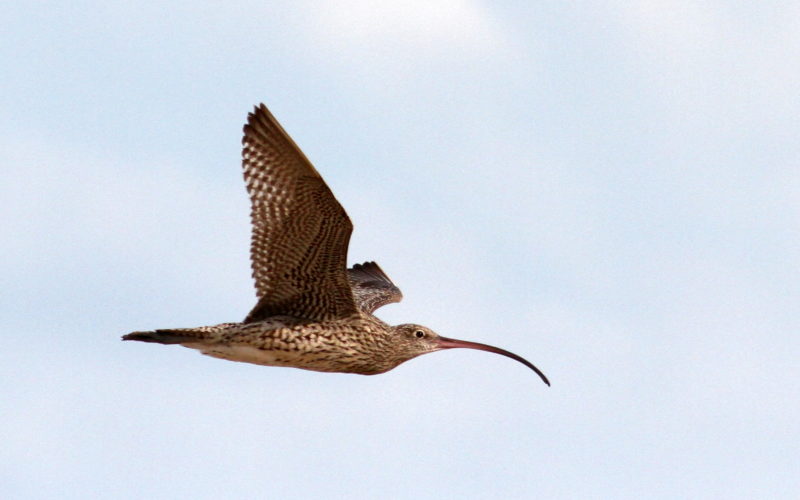 Far Eastern Curlew (long-billed bird) in flight.