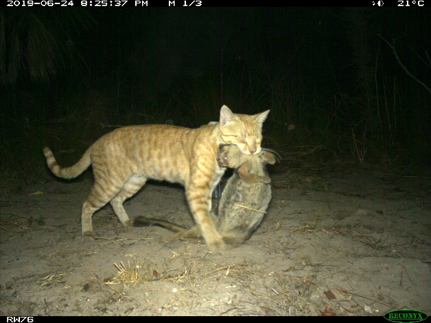 Camera trap image of feral cat eating a native animal