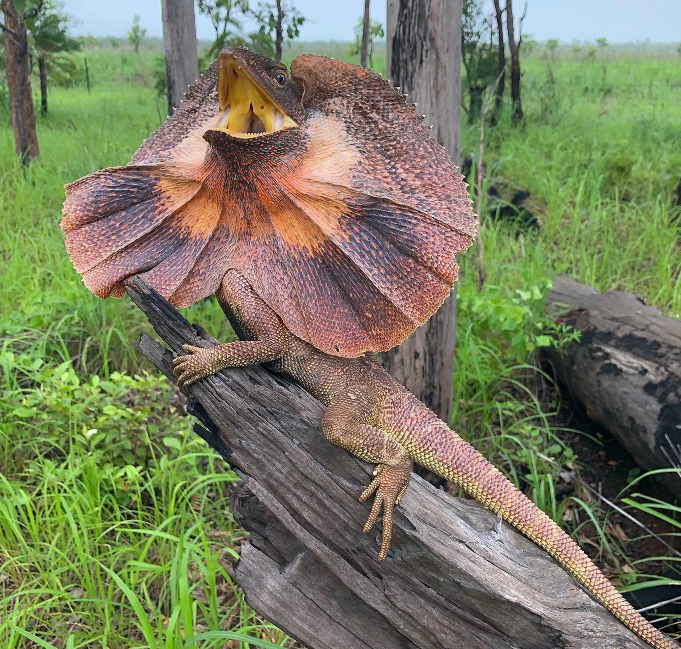 Frilled lizard rests on a fallen log with bright green grass behind and a grey sky in the background.